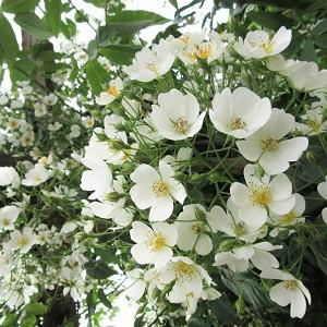 Rose filipes 'Kiftsgate', Rosa filipes 'Kiftsgate', Rosa 'Kiftsgate', Rambler Roses, Climbing Roses, White roses, Rose bushes, Garden Roses